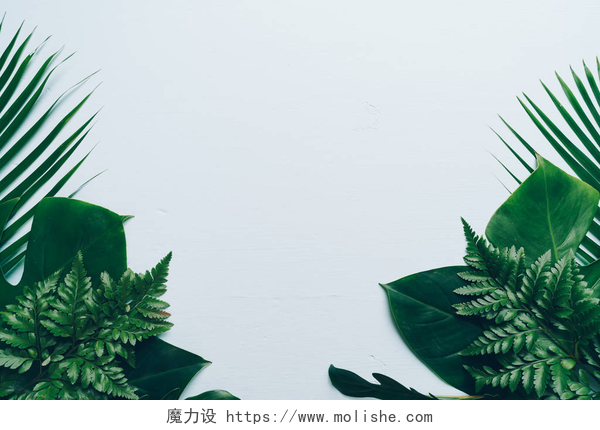 蓝色背景下的绿色植物热带棕榈叶子在颜色背景与拷贝空间
